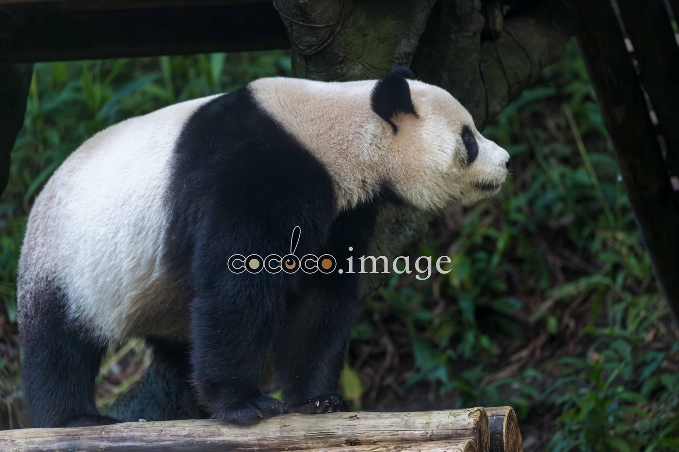 Photo 01