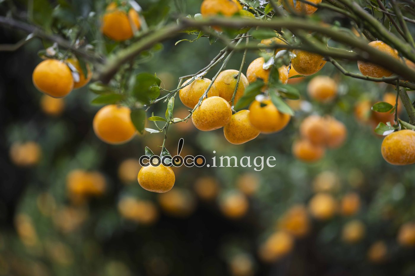 Photo 02