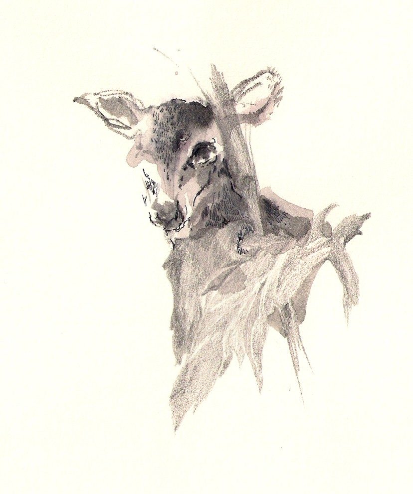illustration 09
