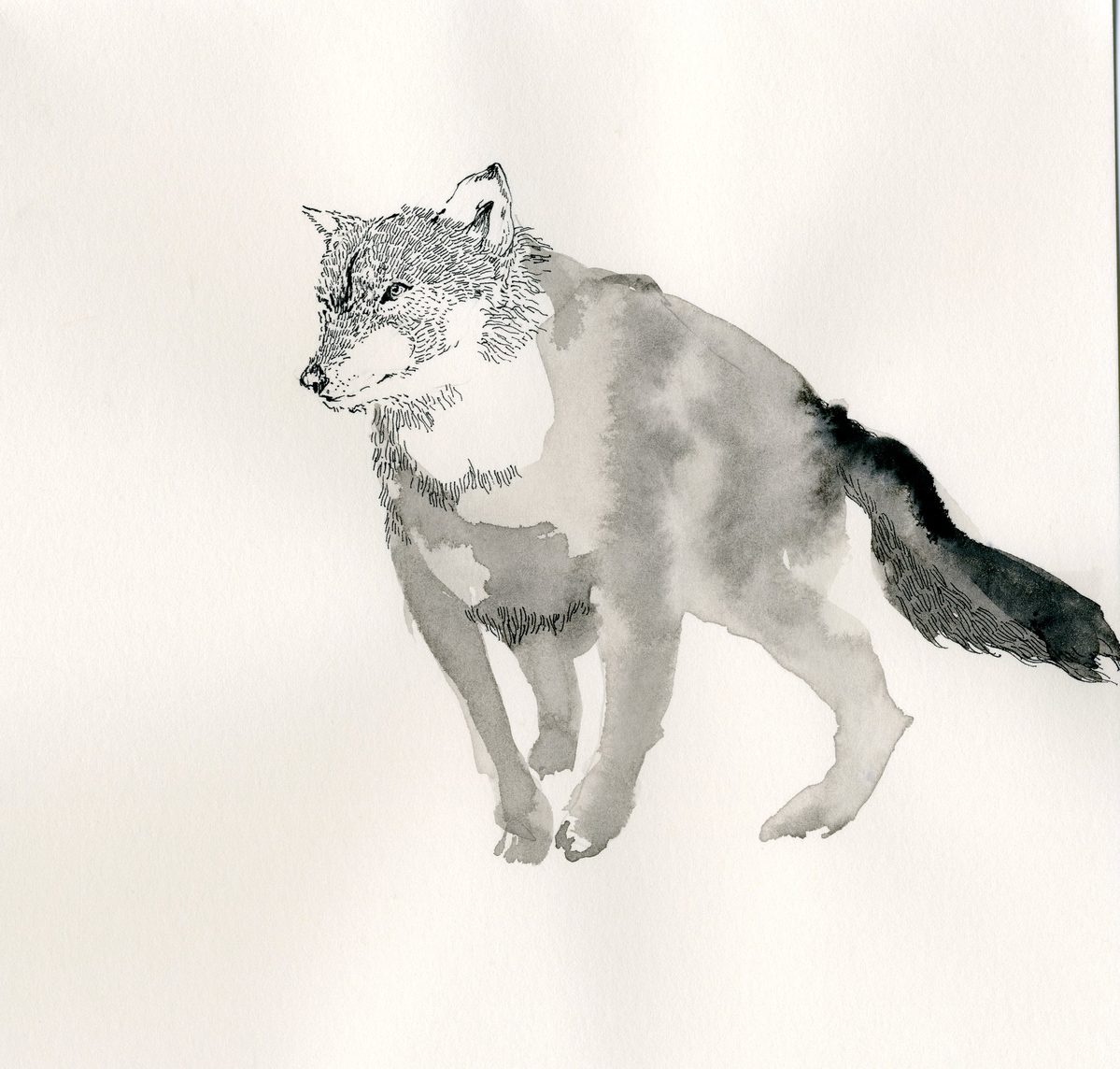 illustration 15